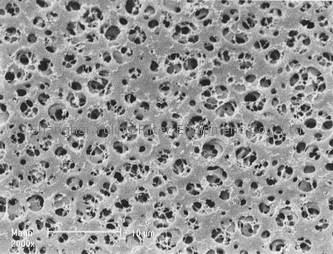 赛多利斯 Sartorius 醋酸纤维素膜滤器(CA) 11104-13-N 11104-25-N 11104-47-N 11104-50-N 11104-90-N, 0.8μm 